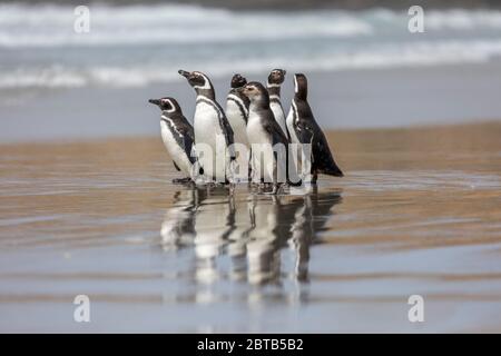 Pinguino Magellanico; Spenisco magellanicus; Gruppo sulla Spiaggia; Falklands Foto Stock