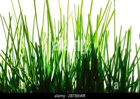 Giovane verde lame di erba isolato su uno sfondo bianco Foto Stock