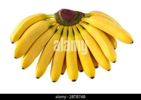 Un mazzo di mini banane mature isolate su sfondo bianco Foto Stock