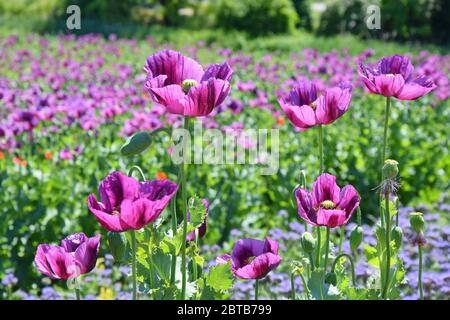 Violetto campo papavero papaver somniferum L Foto Stock