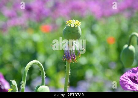 Violetto Poppy Bud papaver somniferum L Bud su campo Foto Stock