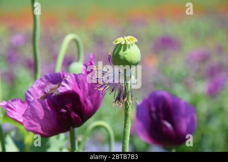 Violetto papavero Bud papaver somniferum L Bud Foto Stock