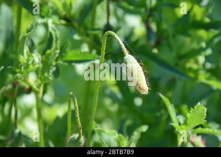 Papaver somniferum L Poppy Chiudi Bud Foto Stock