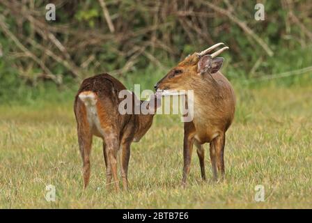 Reeves's muntjac (Muntiacus reevesi) adulto maschile corteggiamento grooming femmina Eccles-on-Sea, Norfolk, Regno Unito maggio Foto Stock