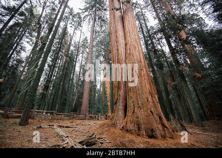 Giganteschi alberi di sequoia che torreggiano sopra il terreno nel Sequoia National Park, California, in un pomeriggio foggoso Foto Stock