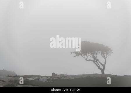 Una silhouette di un solo albero lungo la spiaggia su una costa oceanica. Foto Stock