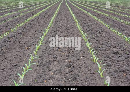 Lunghe file di piante di mais giovani su un campo Foto Stock