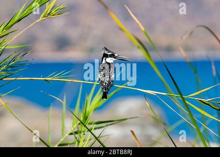 Pied Kingfisher riposa su un ramo d'erba sulla riva del lago Malawi, Malawi, Sud Africa Foto Stock