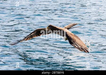 Aquilone catturato in volo mentre sta catturando il pesce, lago Malawi Foto Stock