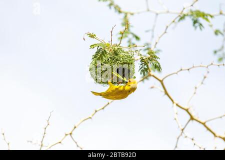 Il tessitore d'oro orientale (Ploceus subaureus) è un uccello della famiglia degli Ploceidi. Costruisci un nido in un albero, Malawi Foto Stock