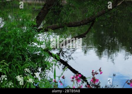 River Derwent, Derwent Country Park, Swalwell, Gateshead, Regno Unito Foto Stock
