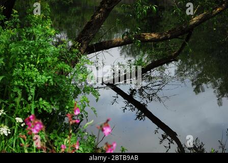 River Derwent, Derwent Country Park, Swalwell, Gateshead, Regno Unito Foto Stock