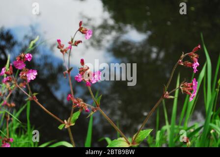 River Derwent, Derwent Country Park, Swalwell, Gateshead, Regno Unito Foto Stock