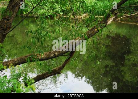 River Derwent, Derwent Country Park, Swalwell, Gateshead, Regno Unito Foto Stock