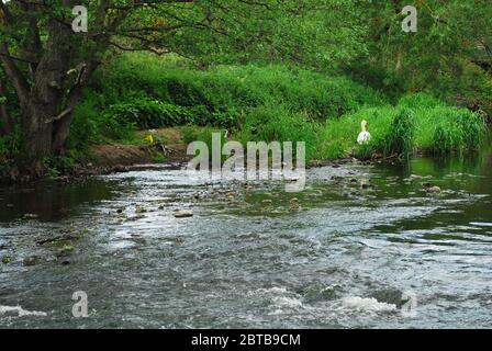 River Derwent, Derwent Country Park, Swalwell, Gateshead, Regno Unito Foto Stock