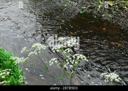 River Derwent, Derwent Country Park, Swalwell, Gateshead, Regno Unito Foto Stock
