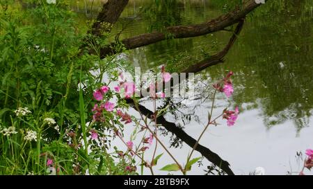 River Derwent, Derwent Country Park, Swalwell, Gateshead, Regno Unito Foto Stock