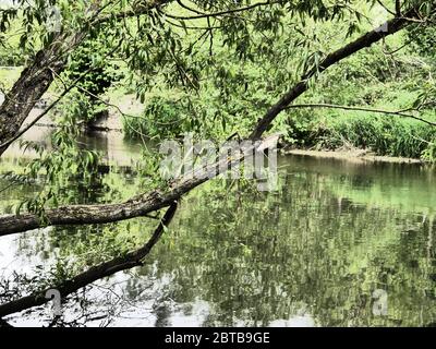 River Derwent, Derwent Country Park, Swalwell, Gateshead, Regno Unito Foto Stock