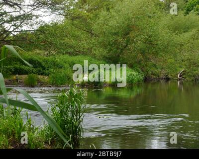 River Derwent, Derwent Country Park, Swalwell, Gateshead, Regno Unito Foto Stock
