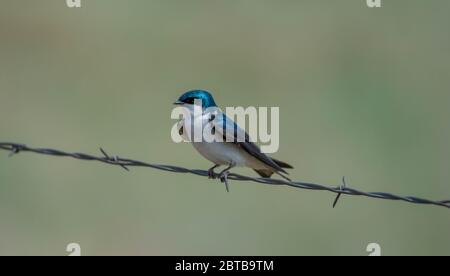 Tree Swallow (Tachycineta bicolore) dalla contea di Douglas, Colorado, Stati Uniti. Foto Stock