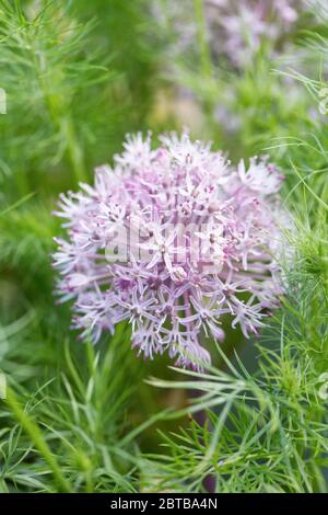 Allium karataviense fiori nel giardino. Kara Tau aglio. Foto Stock