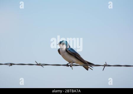 Tree Swallow (Tachycineta bicolore) dalla contea di Douglas, Colorado, Stati Uniti. Foto Stock