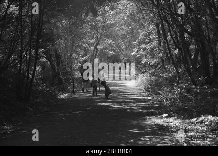 Derwent Walk, Derwent Countryside Park, Swalwell, Gateshead, Regno Unito Foto Stock