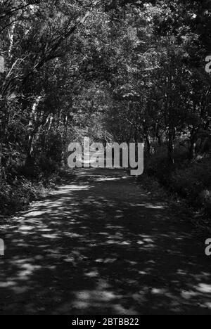 Derwent Walk, Derwent Countryside Park, Swalwell, Gateshead, Regno Unito Foto Stock