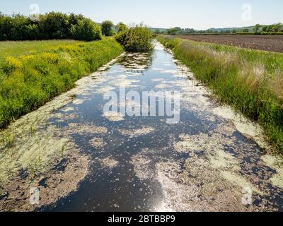 Grande drenaggio rhyne su Clapton Moor una vasta area di livelli vicino a Clapton a Gardano nel Nord Somerset UK Foto Stock