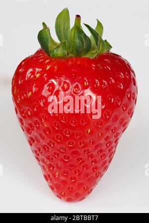 Ritratto di frutta di fragola - Fragaria ananassa Foto Stock