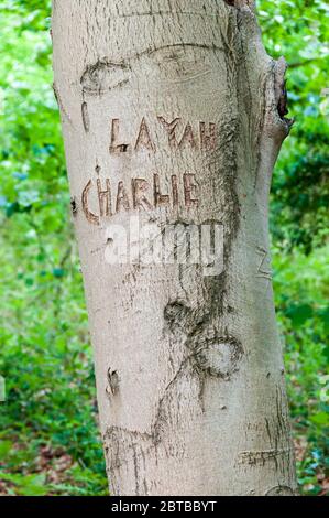 I nomi Layah e Charlie scolpiti su un tronco di faggio in un legno di Norfolk. Foto Stock