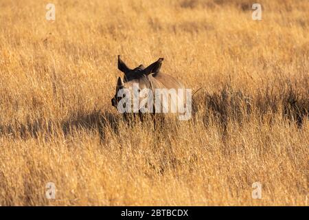 Rinoceronte bianco del sud (Ceratotherium simum simum) vitello sulla savana in Lewa Wildlife Conservancy, Kenya Foto Stock