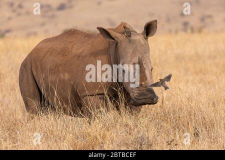 Rinoceronte bianco meridionale (Ceratotherium simum simum) giovane maschio sulla savana in Lewa Wildlife Conservancy, Kenya Foto Stock