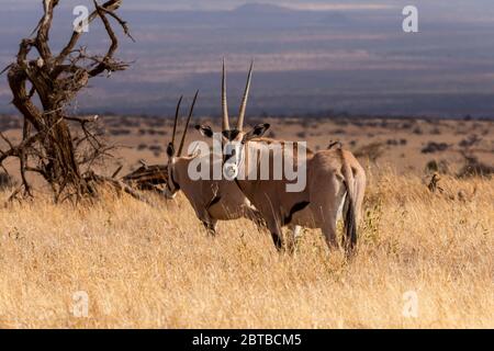 Beisa Oryx (Oryx gazelle beisa) maschio sulla savana in Lewa Wildlife Conservancy, Kenya Foto Stock