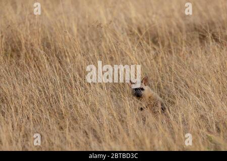 Aardwolf (Proteles cristatus) sulla savana in Mara North Conservancy, Kenya Foto Stock