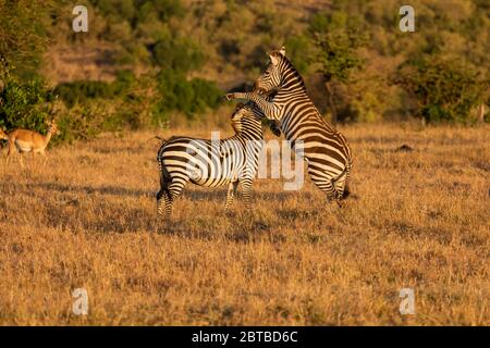Comuni Zebra (Equus quagga) maschi che combattono sulla savana in Mara North Conservancy, Kenya Foto Stock