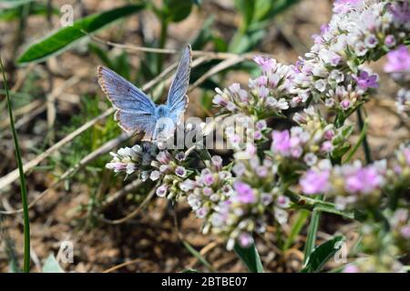 Phengaris Alcon Blue Butterfly sull'isola di Olkhon, lago Baikal, Russia Foto Stock