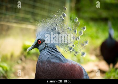 Un bellissimo Pigeon coronato Victoria (Goura victoria) in uno zoo tropicale voliera. Foto Stock