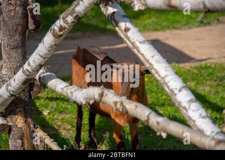 Un piccolo capretto mangia la corteccia da un recinto del picket della betulla. Foto Stock