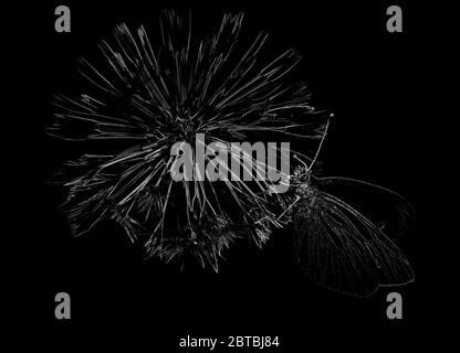 Farfalla bianca venata verde su una testa di seme di dente di leone Foto Stock