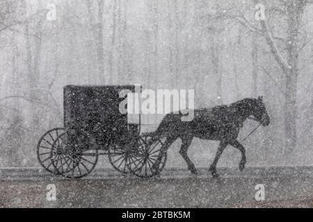 Buggy trainato da cavalli Amish che viaggia su una strada durante una pesante tempesta di neve di aprile nel Michigan centrale, Stati Uniti Foto Stock