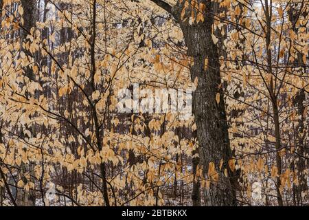 Il faggio americano, la grandifolia di Fagus, gli alberi formano il sottobosco con le loro foglie che si aggrappano inverno, nel Michigan centrale, Stati Uniti Foto Stock