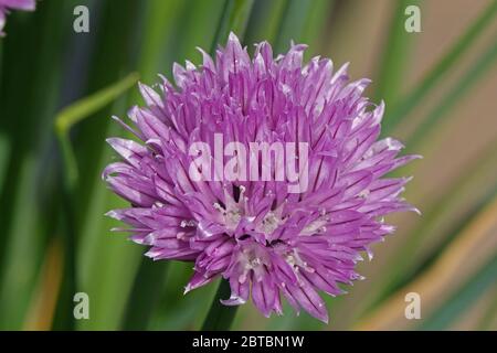 Un fiore di erba cipollina isolato su sfondo verde Foto Stock