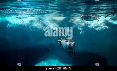 Foto di pinguini che si tuffano e nuotano in acque fredde dell'oceano Foto Stock