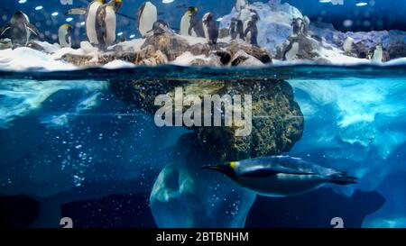 Foto subacquea di immersione dei pinguini e nuoto accanto al grande iceberg in un oceano freddo Foto Stock