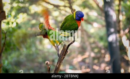 Foto di primo piano dei pappagalli di lori seduti sul ramo dell'albero nella foresta tropicale della giungla Foto Stock