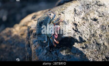 Foto in primo piano di granchio grande seduto sulle rocce a riva dell'oceano Foto Stock