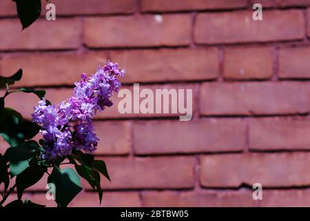 Lilac viola comune (Syringa) contro un muro di mattoni rossi in un giardino di quartiere di Glebe, Ottawa, Ontario, Canada. Foto Stock