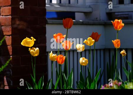Tulipani arancioni e gialli che illuminano nel tardo pomeriggio sole di primavera di fronte ad un portico in un giardino di quartiere di Glebe, Ottawa, Ontario, Canada. Foto Stock