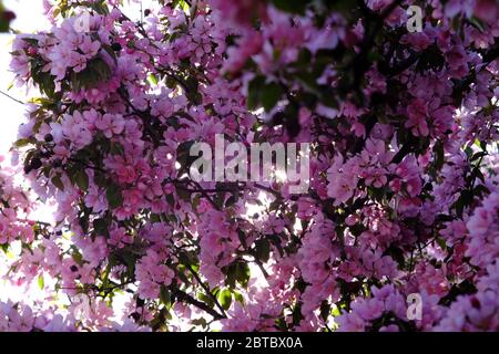 Il sole si fa scorrere attraverso i fitti fiori di un albero di fiori di ciliegio rosa (Prunus) in piena fioritura. Ottawa, Ontario, Canada. Foto Stock